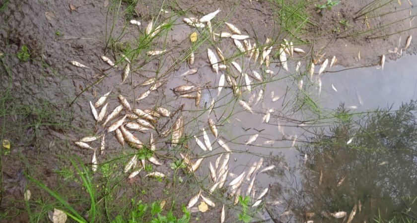 В сыктывкарской реке погибло огромное количество рыбы