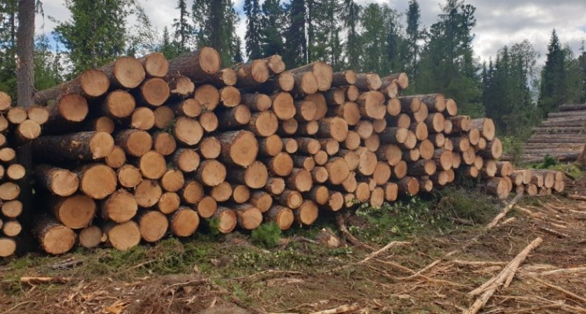 В Коми возбудили уголовное дело о незаконной вырубке краснокнижных деревьев