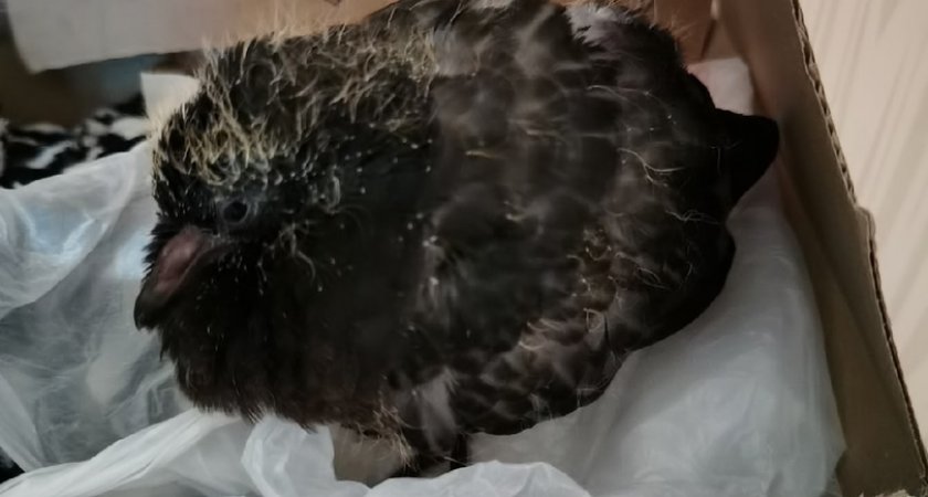 Сыктывкарка выхаживает замерзшего голубенка, которого принес домой ее сын