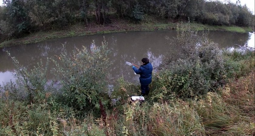 В Коми продолжают расследование массовой гибели рыбы в реке Човью
