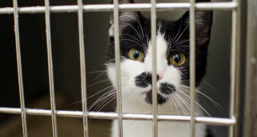 В России могут запретить продажу животных в зоомагазинах