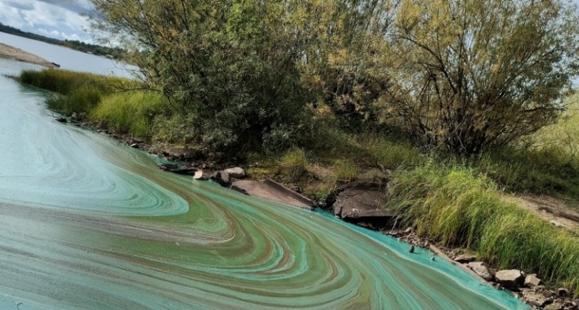 В Минприроды раскрыли причину позеленения воды под Краснозатонским мостом в Сыктывкаре