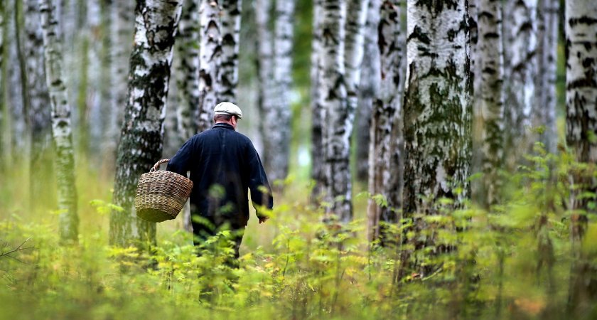 В Коми завершились поиски 46-летнего мужчины, который пропал в лесу
