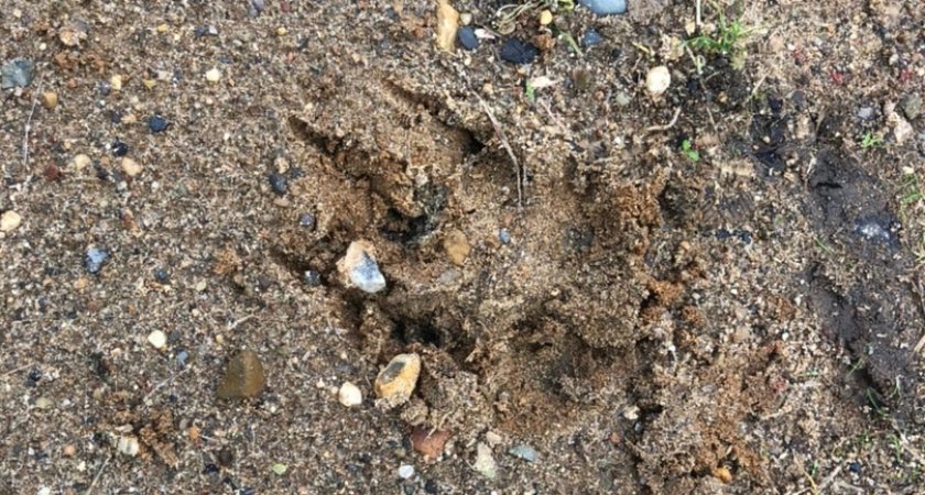 В Коми волки утащили собаку прямо из центра села