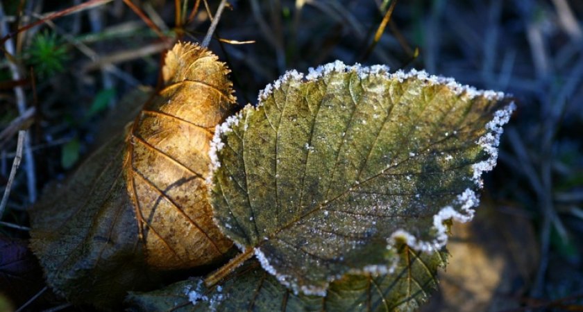 В Коми на выходных ожидаются заморозки: температура воздуха опустится до -3 градусов