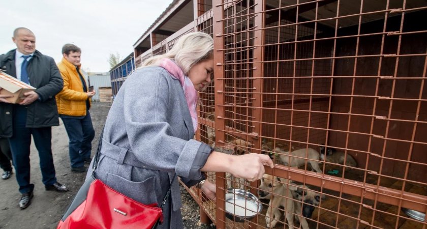 Усинск поделился опытом заботы о бездомных животных