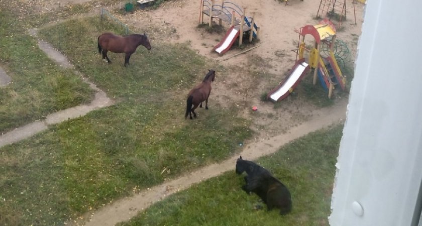 В поселке Кразнозатонский лошади разгуливают прямо на детской площадке