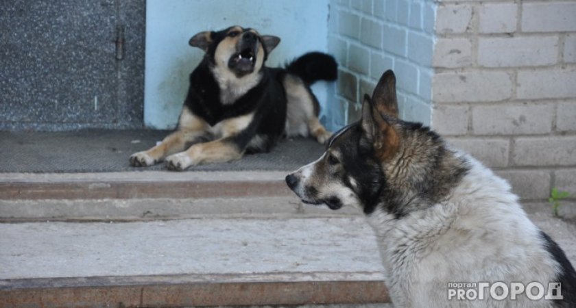 В Сыктывкаре решили, где нельзя выпускать бездомных собак
