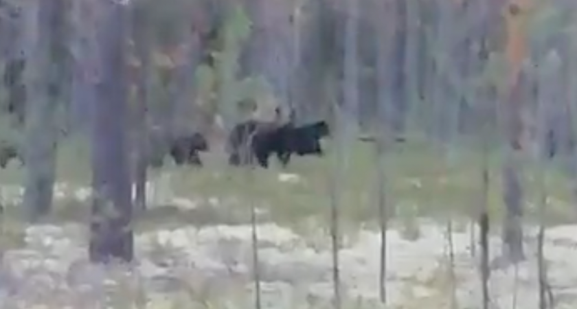 Житель Коми снял на видео семейство медведей