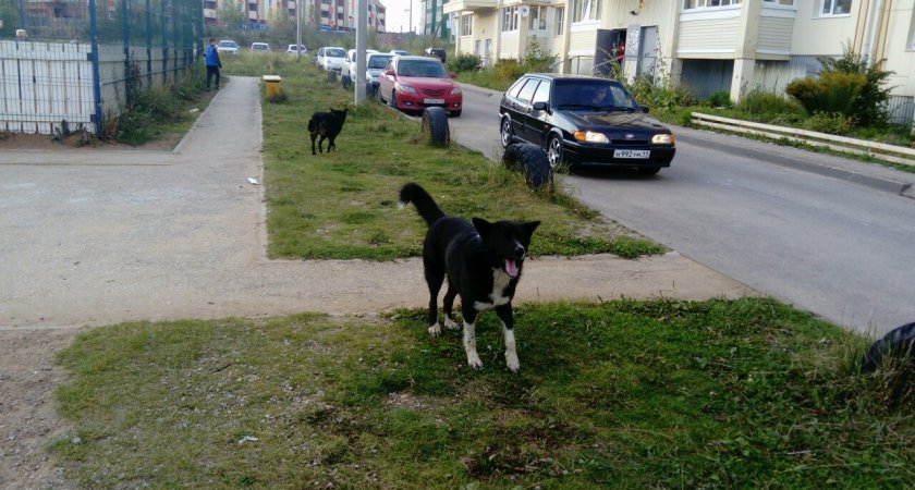 Хозяйка самовыгульных псов из Коми подала в суд на администрацию своего города