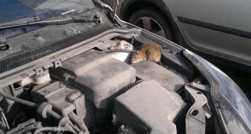 Крысы серьезно повредили автомобиль жительницы Коми