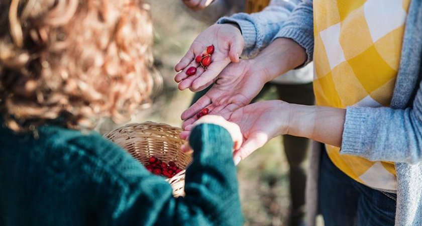 Врач-диетолог рассказала, как заварить шиповник правильно