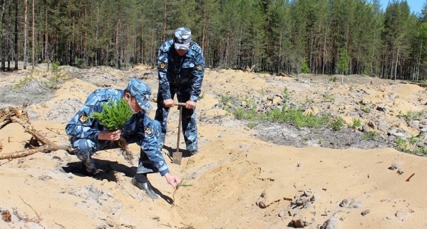 В Коми перевыполнили план по искусственному восстановлению леса