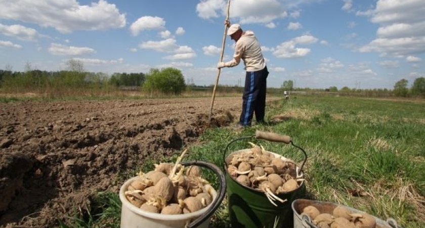 Посадка картофеля в коробах фото пошагово