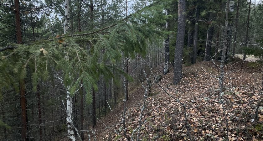 Энергетики в Коми вывели из леса заблудившихся грибников