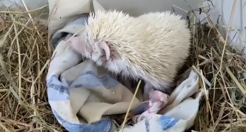 Необычный ежик-альбинос стал питомцем одного из домов творчества Коми