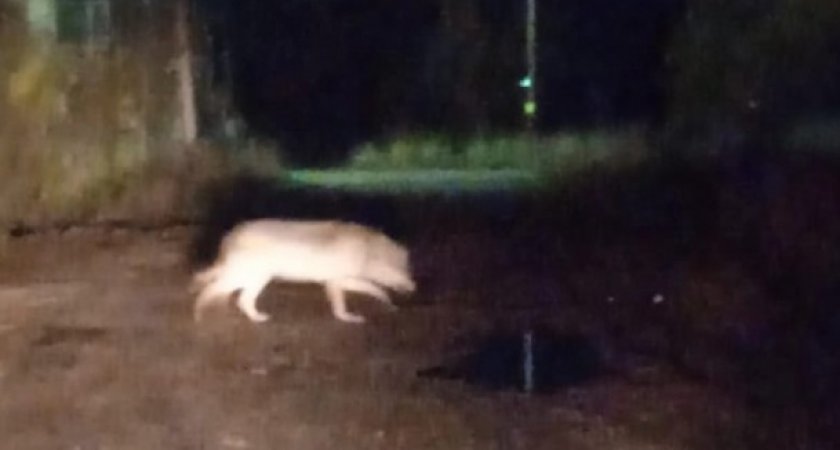 В Коми волк разгуливает по улицам поселка и ест собак