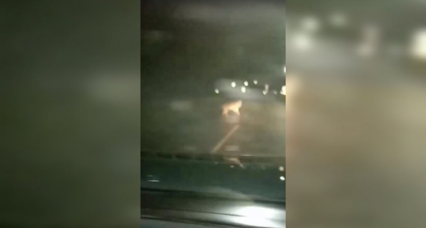 "Он загрыз двух собак": жители поселка в Коми боятся выходить на улицу из-за волка