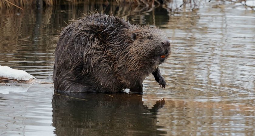 В Минприроды Коми заявили, что бобры спасли реки от нефтеразлива