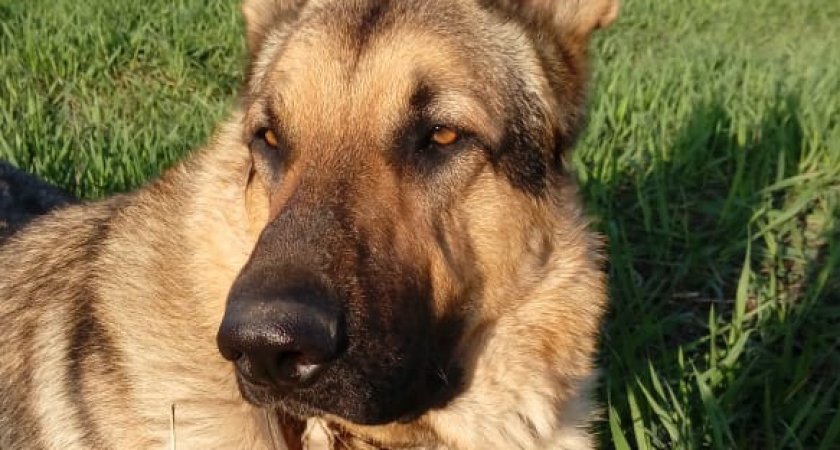 В Коми собаку по кличке Сармат посмертно номинировали на "Лохматый Оскар"