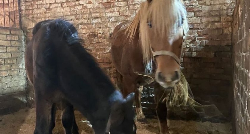 Жители Коми в короткие сроки собрали деньги для защиты лошадей и пони