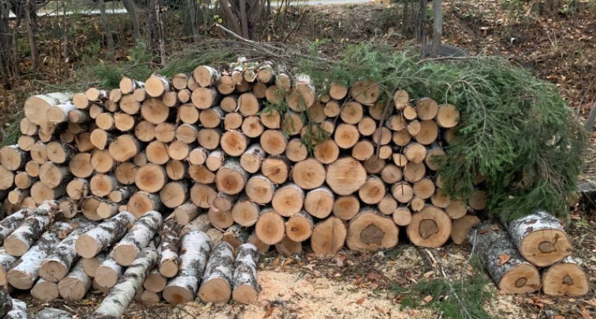 В Коми возбудили уголовное дело на двух мужчин за незаконную вырубку леса