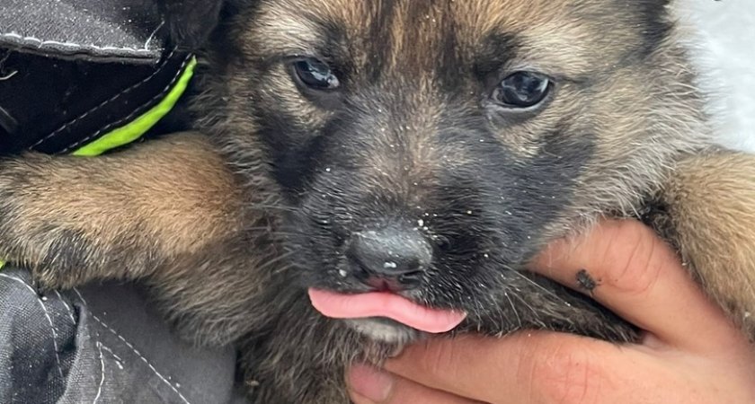 "Они замерзнут": в Сыктывкаре нашли 10 щенков, которым срочно ищут дом или передержку