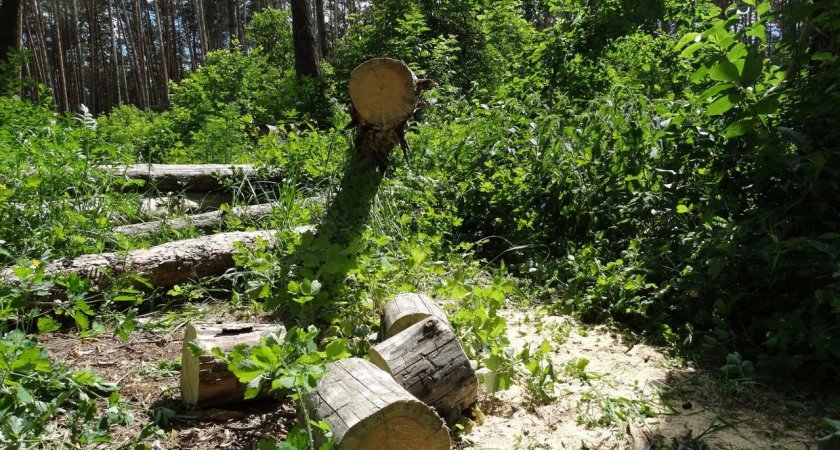 В Коми работы по восстановлению леса подходят к завершению