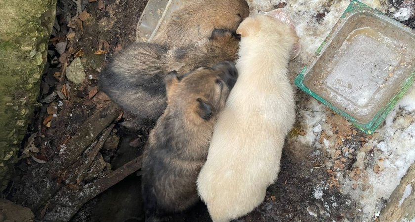 11 замерзающих около сыктывкарского ЛПК щенков нашли свой новый дом за пару дней