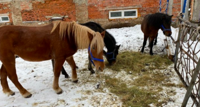 Ухтинский конный клуб познакомит горожан со спасенными скакунами