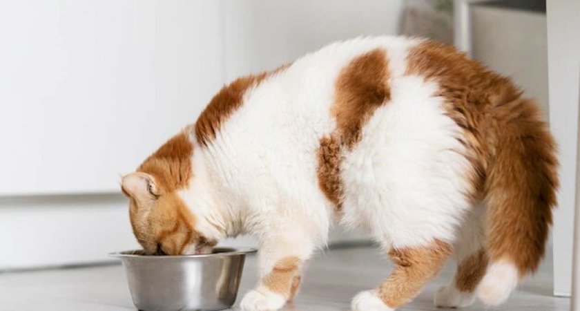 Берегите питомцев: Роскачество обнаружило худший корм для кошек