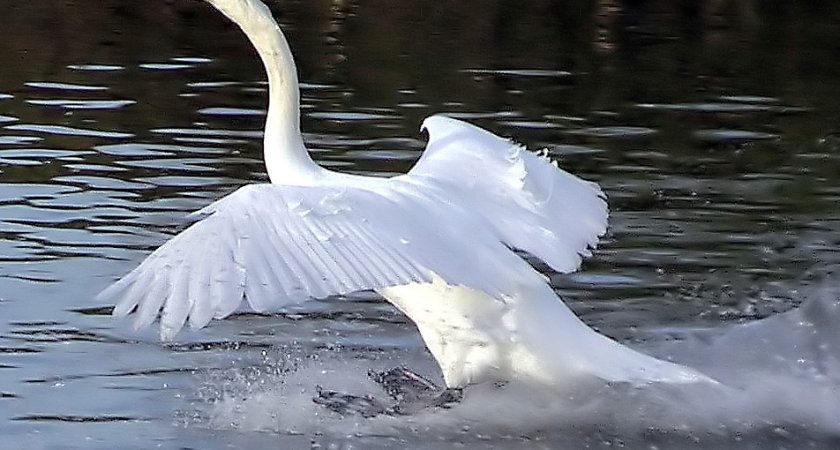 Жители Коми подняли тревогу из-за одинокого замерзшего лебедя