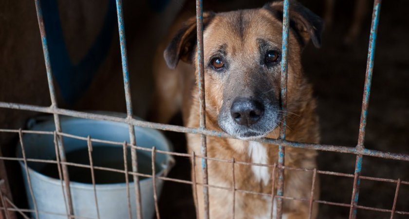 На создание приютов для бездомных собак в Коми выделили 41 миллион рублей