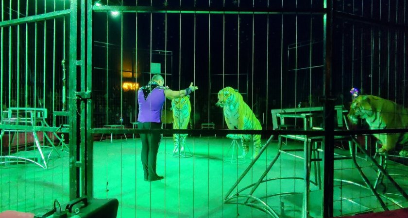 "Проводим экскурсии для зоозащитников": артист цирка рассказал сыктывкарцам про закулисье