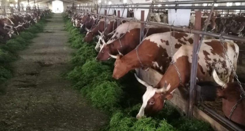 На пожаре в Коми погибли 72 коровы