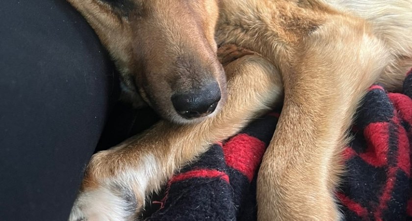 Сыктывкарцы спасли истощенную собаку от смерти