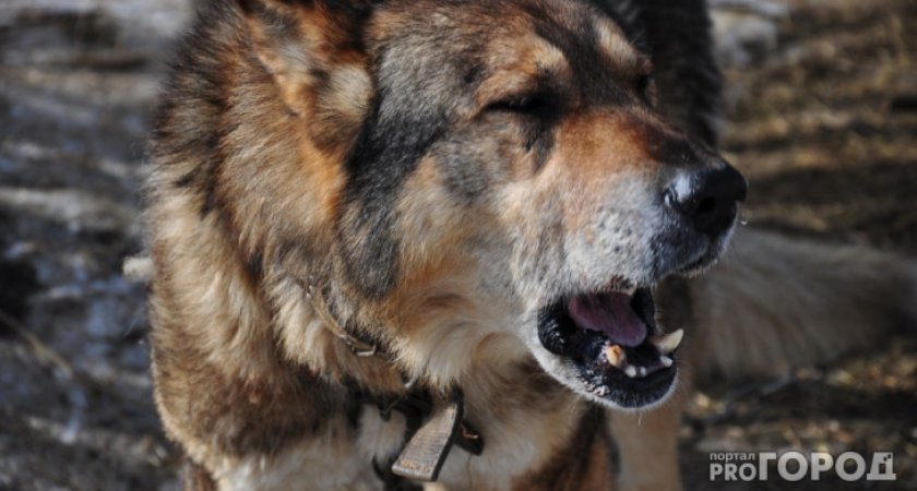 В России предложили ввести штраф за выгул опасных собак
