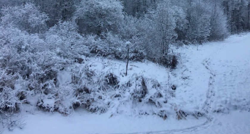 Жители Коми увидели на снегу следы волков