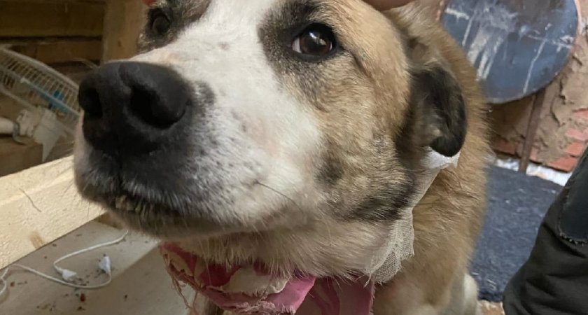 Под Сыктывкаром снова заметили волков