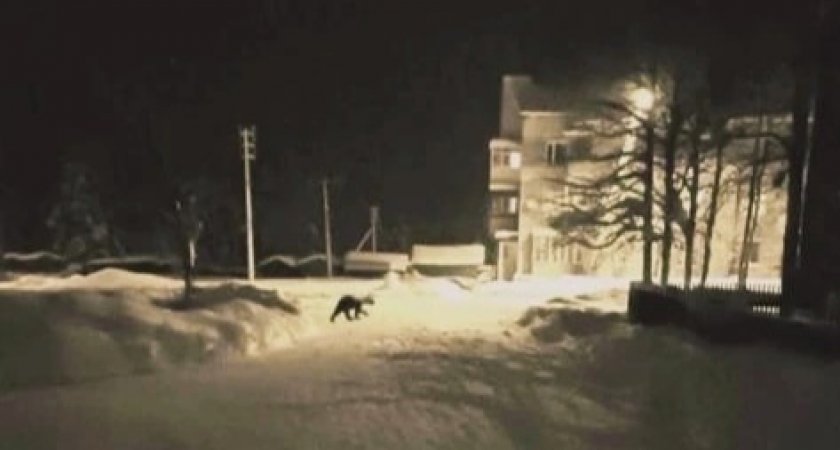 Жителей Коми пугает медведь, который "забыл" лечь в спячку