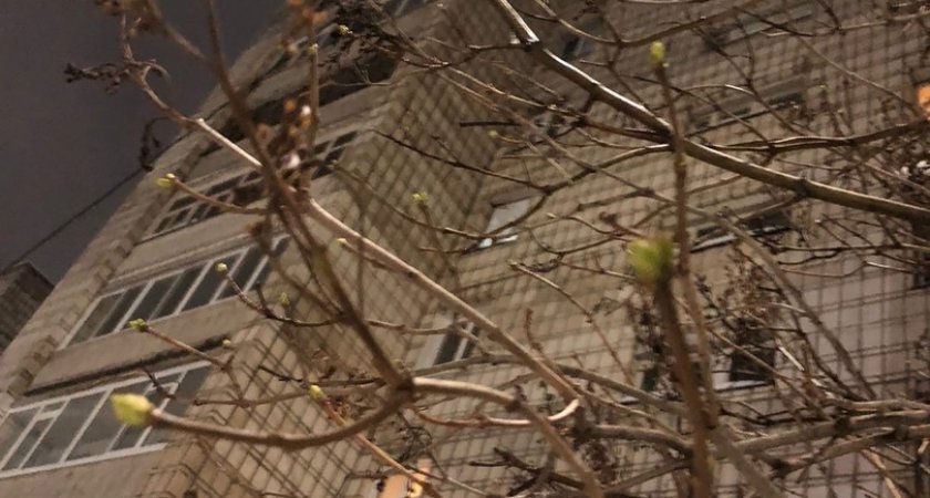 Специалисты Коми научного центра рассказали, почему на деревьях зимой появились почки