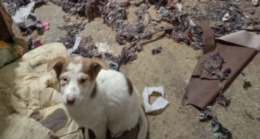 В Коми в адских условиях недостроенного приюта массово гибнут щенки