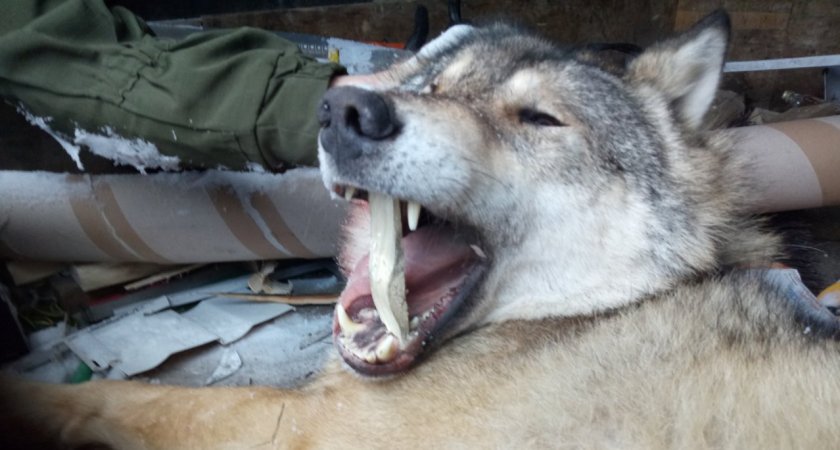 В Коми с начала года поймали полсотни волков