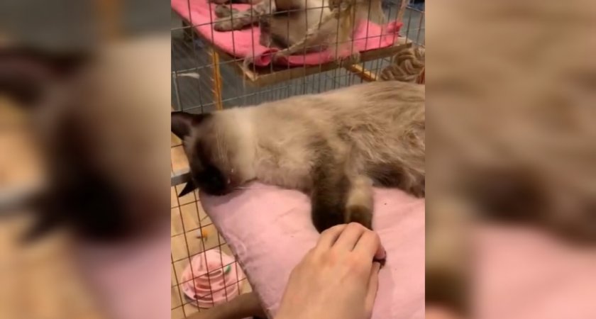 Выставку кошек, которая напугала сыктывкарцев, организовали без лицензии