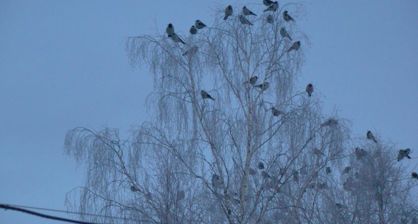В Сыктывкаре выросло число серых ворон