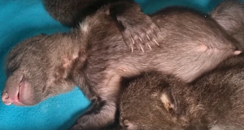 Медвежата-сироты из Коми почти адаптировались в центре спасения животных