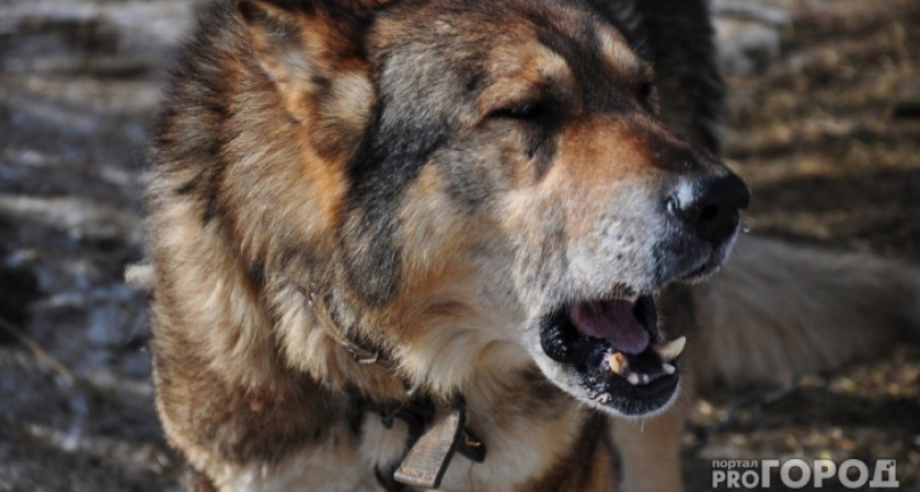 В Коми появится еще один приют для собак