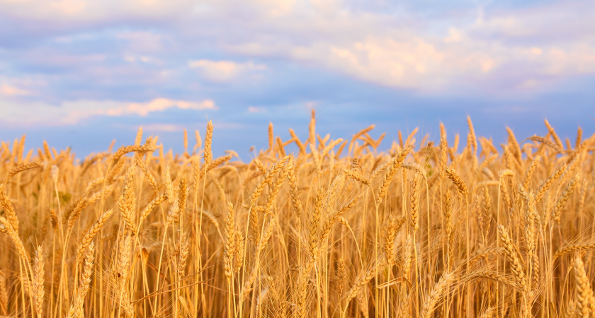 В Коми завезли пшеницу с фальшивыми документами 