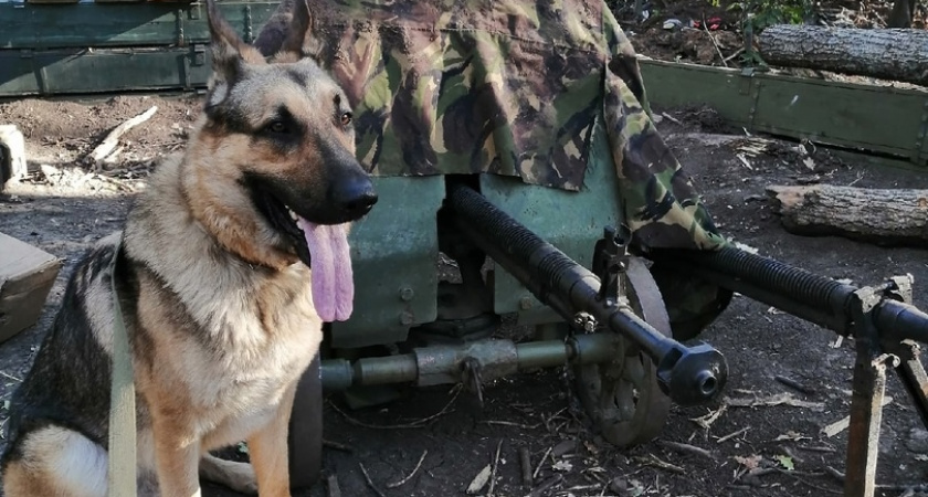 Президент России распорядился вручить медаль хозяину пса Сармата из Коми