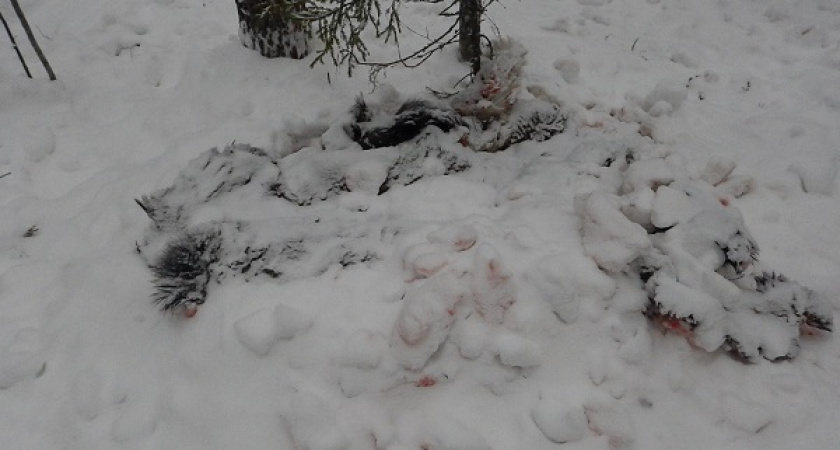 В Коми полицейские установили личности подозреваемых в незаконной охоте на лосей 